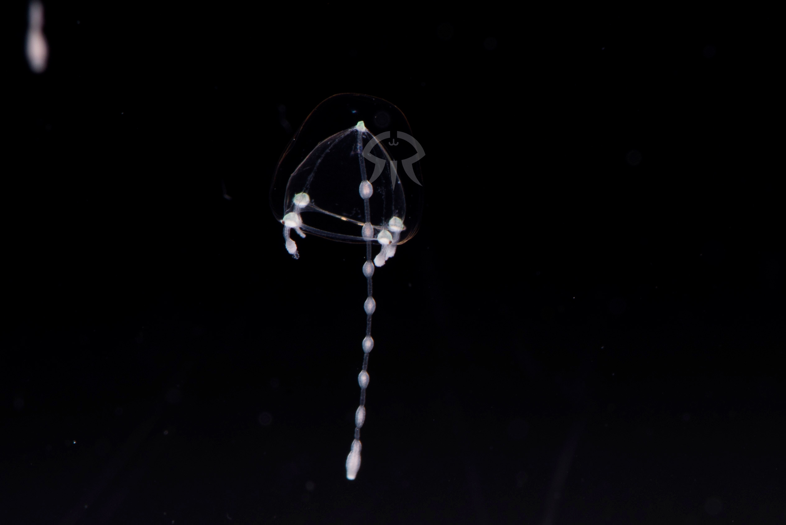 ジュズクラゲ属の一種