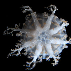 サカサクラゲ属の一種