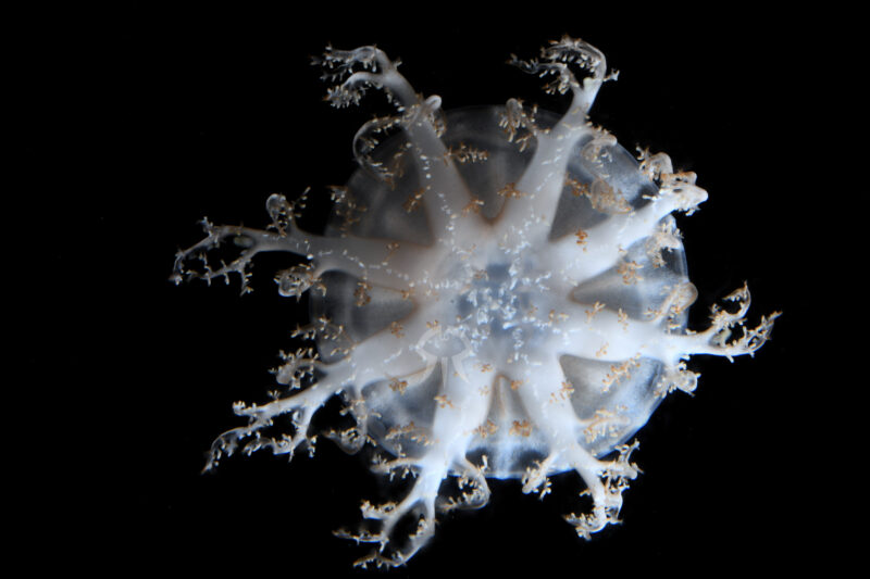 サカサクラゲ属の一種