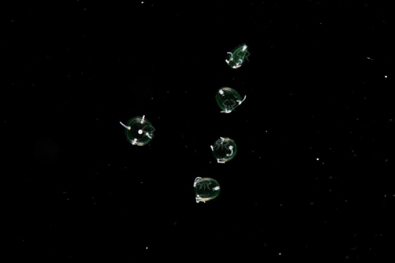 エノシマタマクラゲ