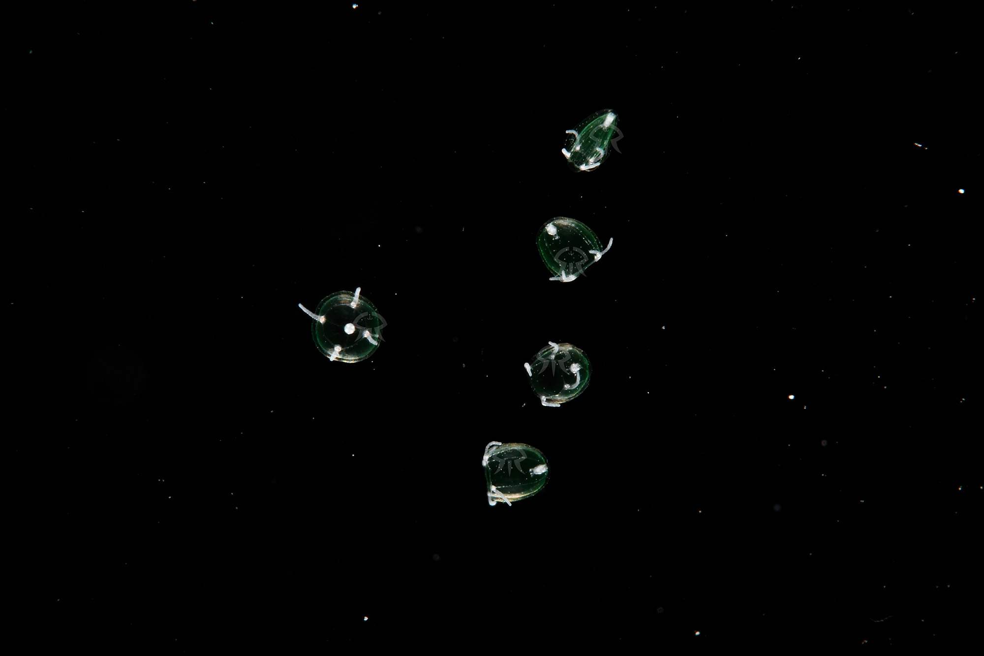 エノシマタマクラゲ