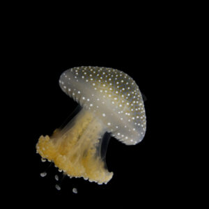 プンクタータ (ナンヨウタコクラゲ)