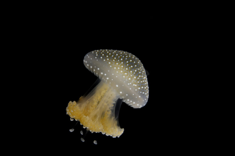 プンクタータ (ナンヨウタコクラゲ)