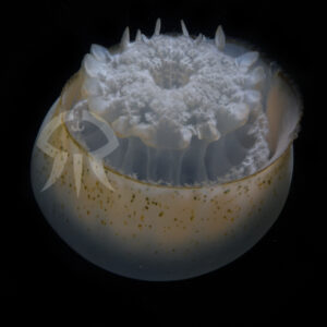 アンバーキャノンボール (仮称)