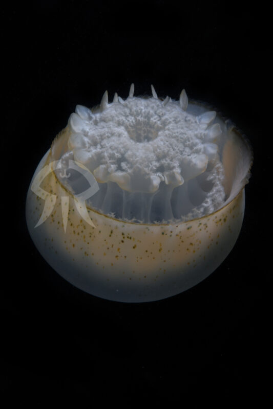 アンバーキャノンボール (仮称)