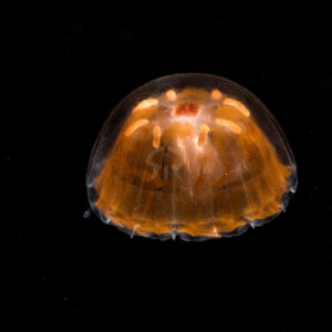 シンブルジェリー