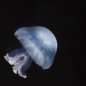 ブルーキャノンボール