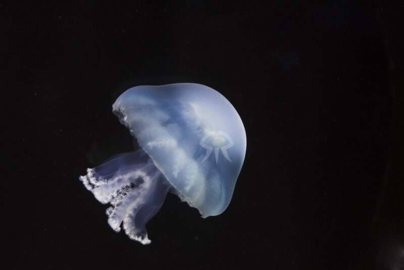 ブルーキャノンボール