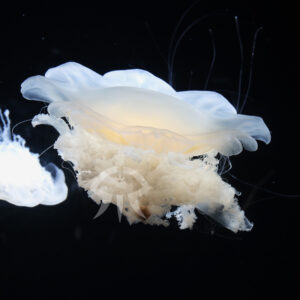 ユウレイクラゲ属の一種