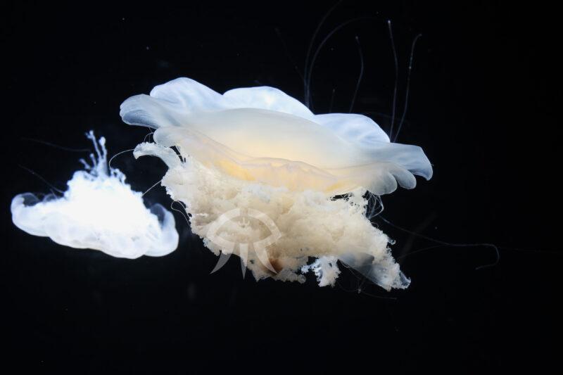 ユウレイクラゲ属の一種