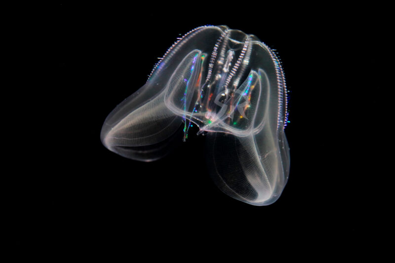 シーウォルナッツ