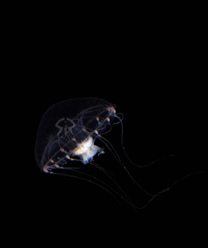 インテグラルクラゲ