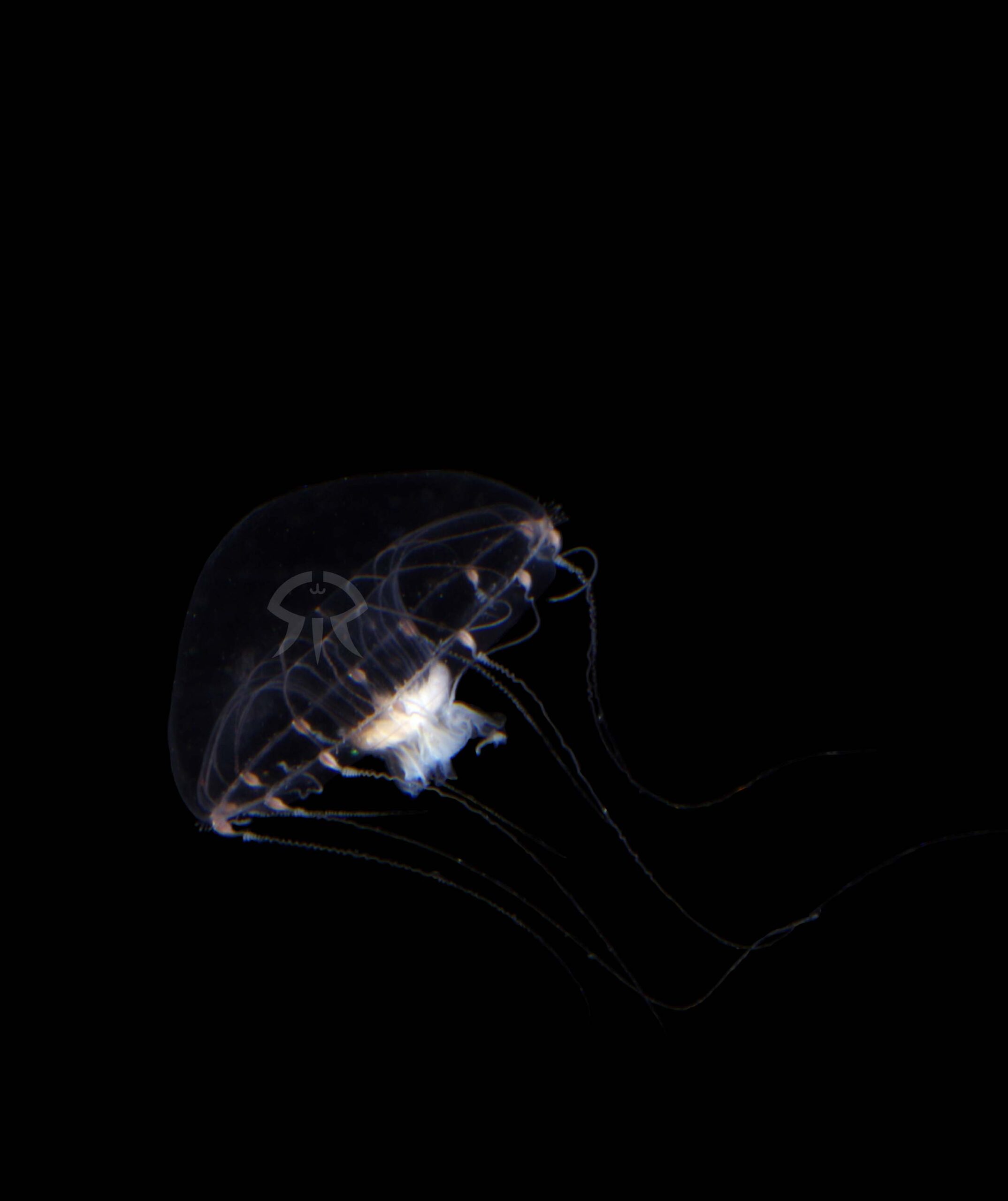 インテグラルクラゲ