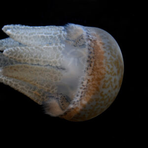 ブラウンドットジェリー