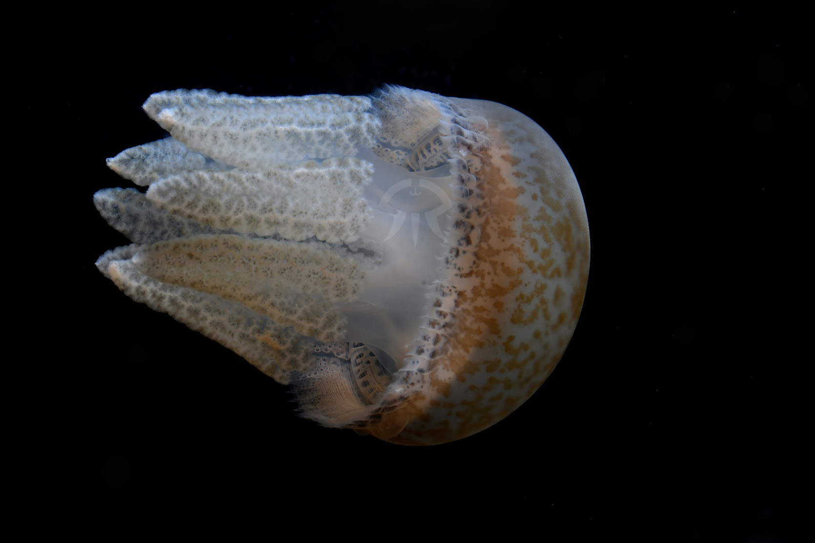 ブラウンドットジェリー