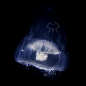 ユウシデクラゲ