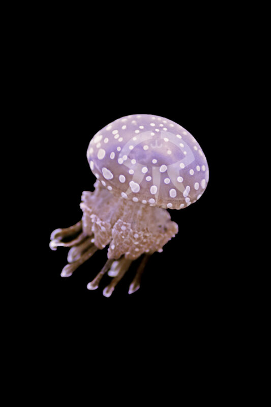タコクラゲ属の一種