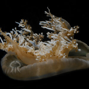 サカサクラゲ属の一種