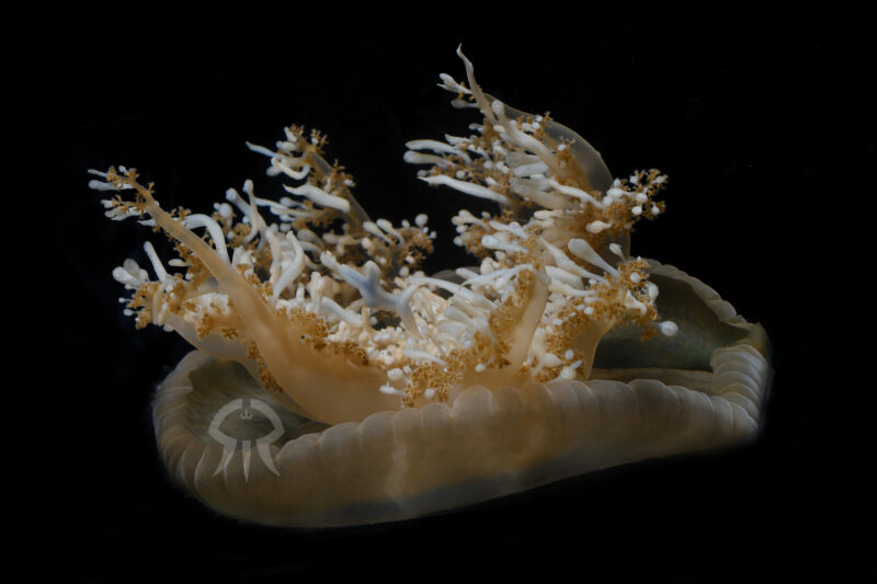 サカサクラゲ属の一種