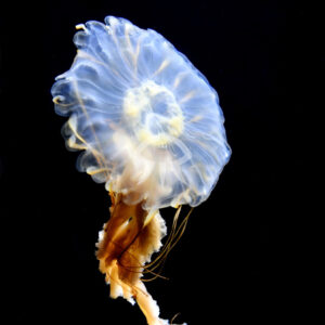 ニチリンヤナギクラゲ