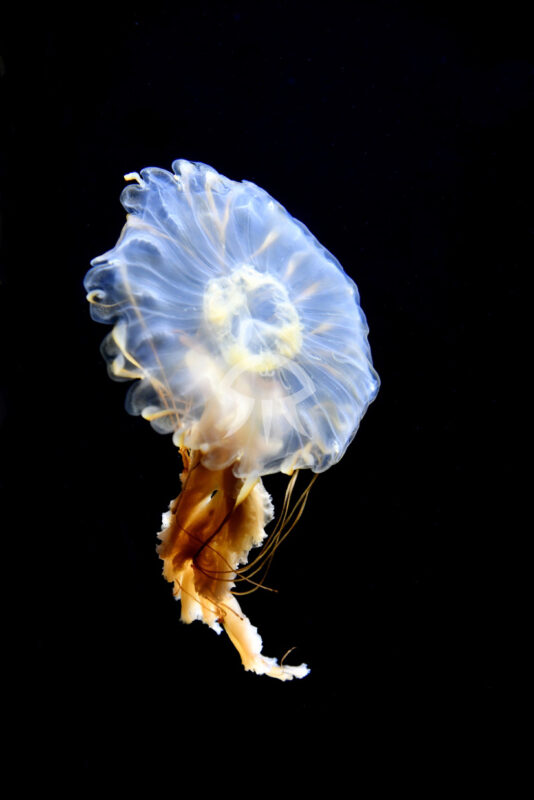 ニチリンヤナギクラゲ