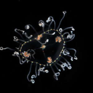 コモチカギノテクラゲモドキ