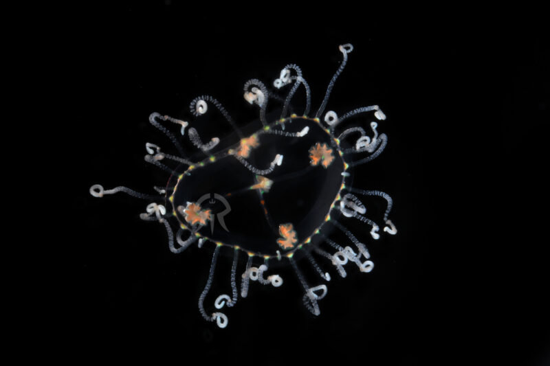 コモチカギノテクラゲモドキ