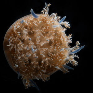 サカサクラゲ属の一種