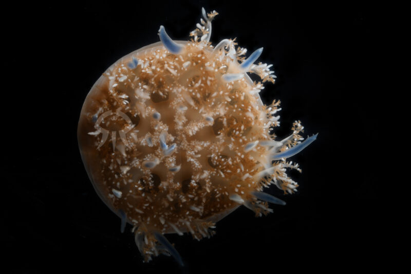 サカサクラゲ属の一種