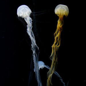 インドネシアシーネットル