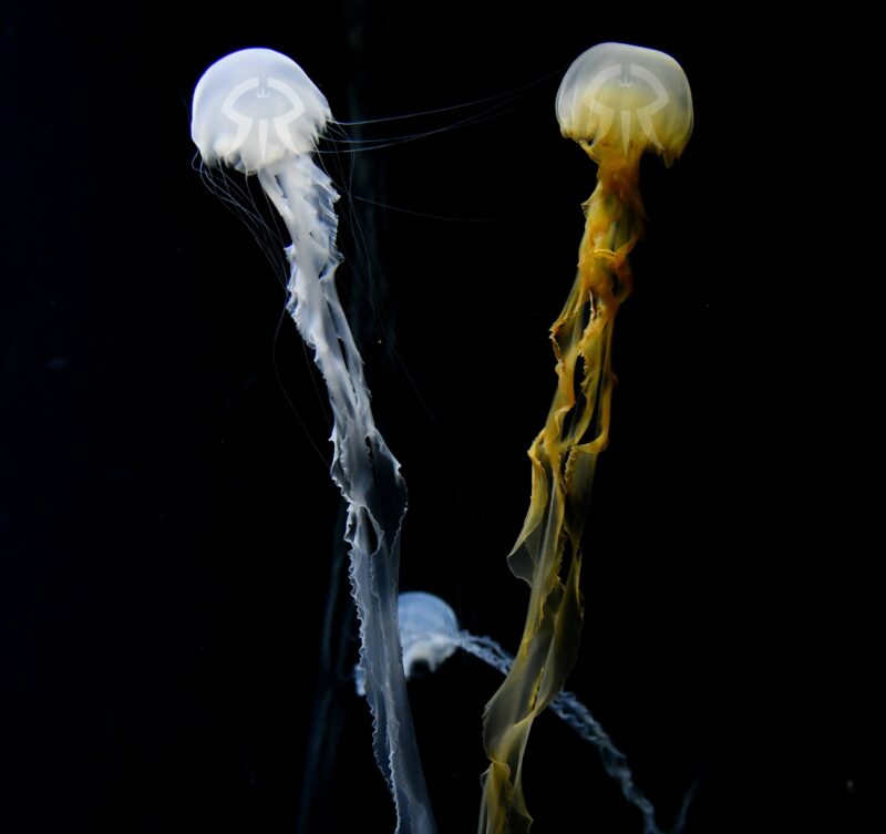 インドネシアシーネットル