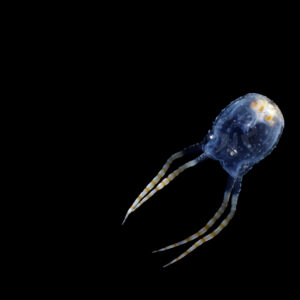 ヒメアンドンクラゲ