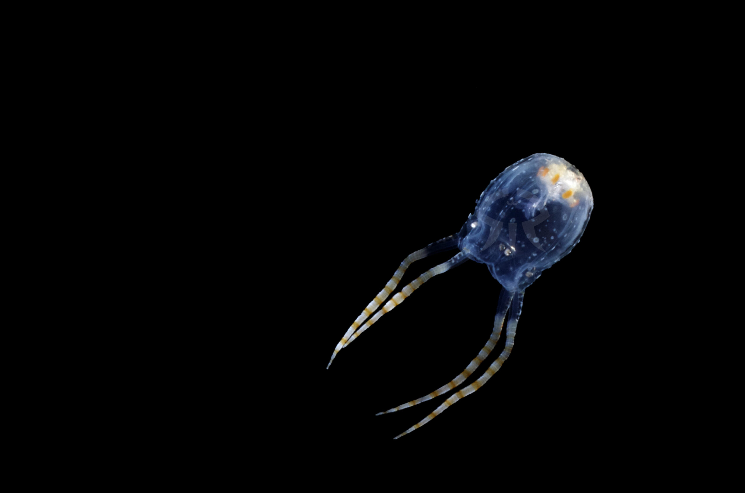 ヒメアンドンクラゲ