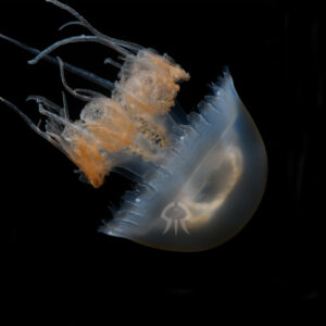 ルサーナジェリー