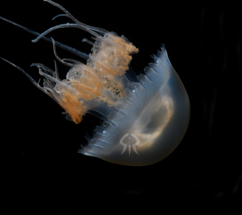 ルサーナジェリー