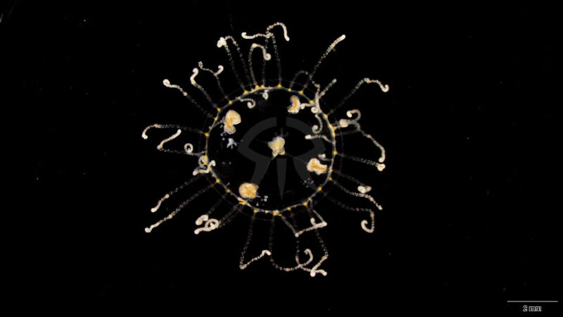 コモチカギノテクラゲ