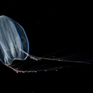 トガリテマリクラゲ