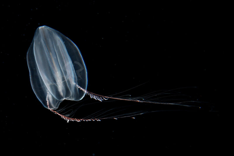 トガリテマリクラゲ