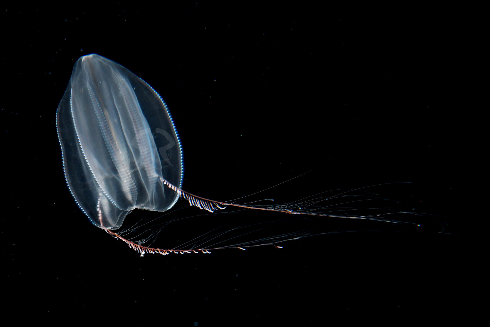 トガリテマリクラゲ