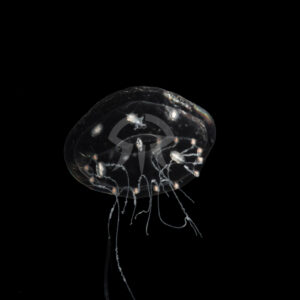 ウミコップ属の一種