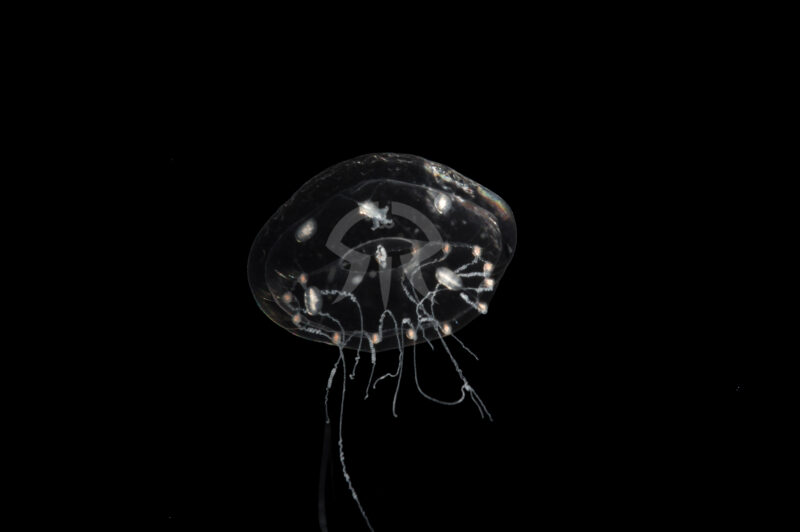 ウミコップ属の一種