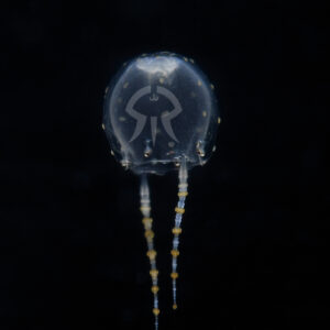 ワタツミクラゲ