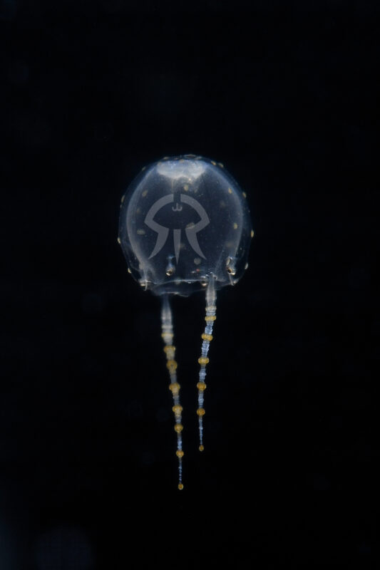 ワタツミクラゲ