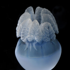 カトスティラス