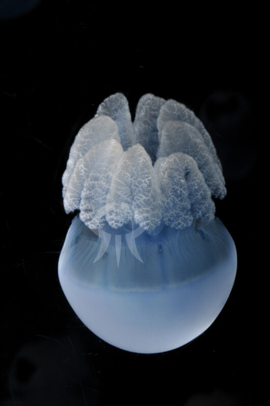 カトスティラス