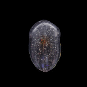 サビキウリクラゲ