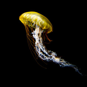 パシフィックシーネットル