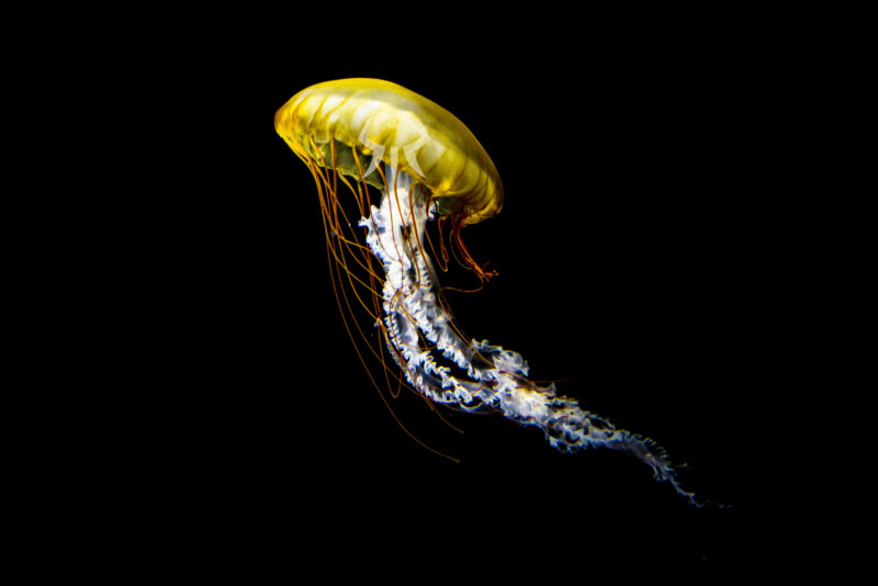 パシフィックシーネットル