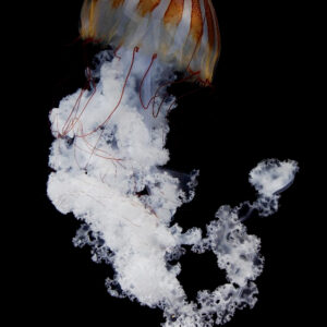 プロカミアシーネットル