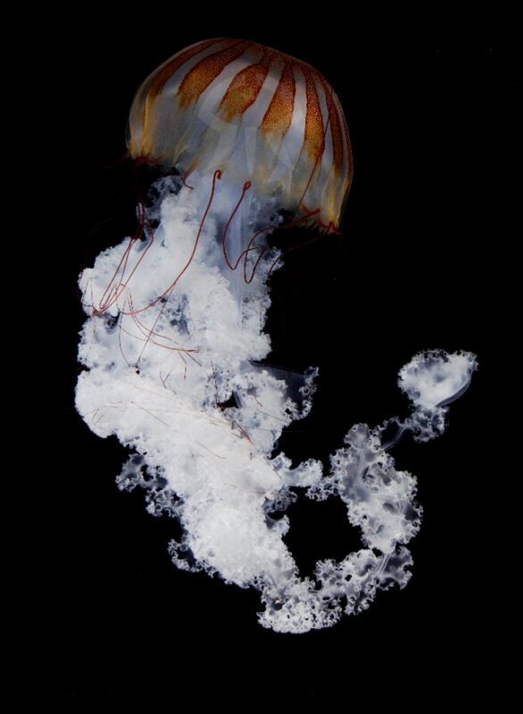 プロカミアシーネットル